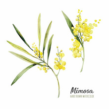 Watercolor Illustration Of Mimosa. Hand Drawn Isolated Close Up Tree Floral. Botanical Flowers Elements For Your Design