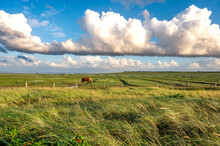 Töwerland - Die Landschaft Der Nordseeinsel Juist Mit Pferd Auf Weide Und Schönen Kumuluswolken