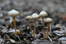 Felted Twiglet, Wild Mushroom From Finland, Scientific Name Tubaria Conspersa