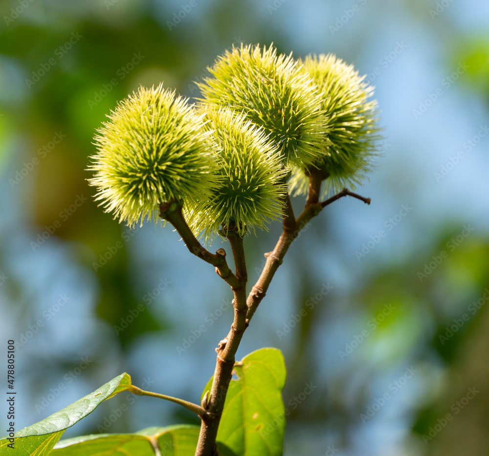 Castanea sativa, el castaño, es un árbol que pertenece a la familia de ...