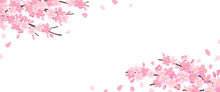 桜の花のイラスト　背景デザイン　バナーサイズ