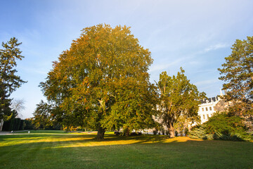 Wall Mural - green and yellow trees in early autumn park.