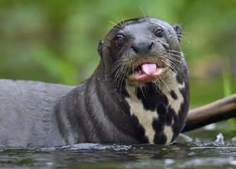 Wall Mural - Giant otter with tongue out. Giant River Otter, Pteronura brasiliensis. Natural habitat. Brazil