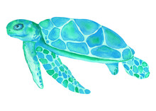 Colorful Watercolor Turtle Isolated On White Background. Hand Painting Turquoise Illustration.