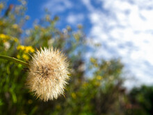 Wide Angle Close -up Photography Of A False Dandelion Seed Puff Against A Forest And The Sky, Captured In A Farm Near The Colonial Town Of Villa De Leyva In Central Colombia.