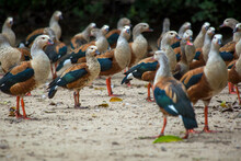 A Group Of Orinoco Geese On A Beach. Captured At A Bird Sanctuary Near The City Of Cartagena In Northern Colombia.