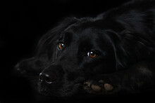 Black Dog On Black Background