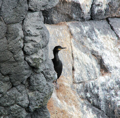 Poster - cormoran aux aguets