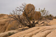 Lone dead tree in rock formations in Joshua Tree National Park in California
