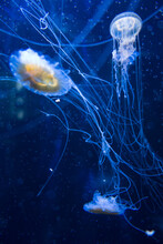 Jellyfish Floating In The Deep Ocean
