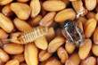 Khapra beetle Trogoderma granarium Dermestidae family pest of stored grain. Beetles and larvae on seeds.