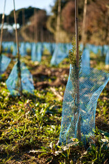 spruce tree nursery for reforestation.