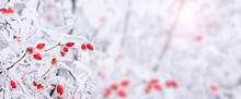 Frozen Wild Berries In Winter, Panoramic View