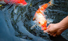 Feed The Japan Koi Or Fancy Crap With Your Bare Hands. Fish Tamed To The Farmer. An Outdoor Koi Fancy Fish Pond For Beauty. Popular Pets For Asian People Relaxation And Feng Shui Meaning Good Luck.