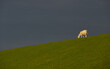 sheep grazing in sunlight with stormy background
