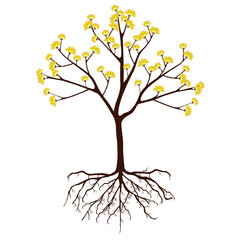 Wall Mural - Dogwood tree with flowers and roots on a white background.