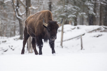 Wall Mural - American bison or simply bison (Bison bison) in winter