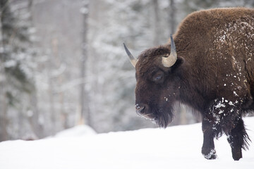 Sticker - American bison or simply bison (Bison bison) in winter