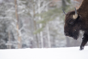 Wall Mural - American bison or simply bison (Bison bison) in winter