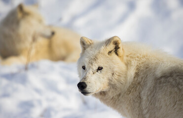 Sticker - arctic wolf in winter