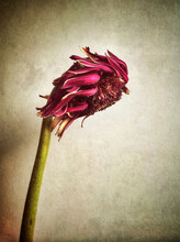 A Dying Flower