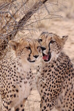 Beautiful Cheetah Couple In Namibia