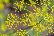 Blooming Dill Plant On A Green Background Macro Photography On A Sunny Summer Day. Dill Umbels With Small Yellow Flowers Close-up Photo In Summertime.	