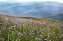 Beautifull Summer Scene With Purple Mountain Flowers On A Cloudy Day
