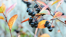Chokeberry Fruits On Bush Branch, Aronia Berries In Autumn Garden