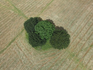 Sticker - Tree Cluster in Grass Field  Pinkey's Green Maidenhead UK