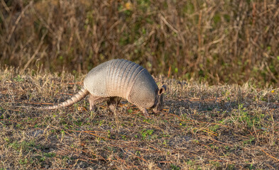 Wall Mural - Armadillo eating in field