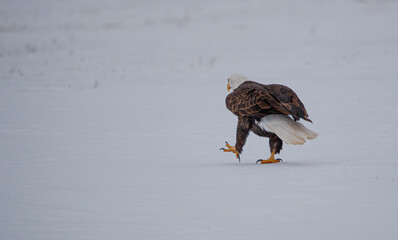 Poster - American bald eagle on snow