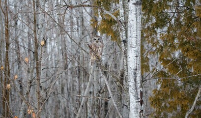 Sticker - Barred owl hunting in forest