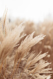 Fototapeta Boho - Abstract natural background of soft plants Cortaderia selloana. Pampas grass on a blurry bokeh, Dry reeds boho style. Fluffy stems of tall grass in winter, white background