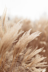 Abstract natural background of soft plants Cortaderia selloana. Pampas grass on a blurry bokeh, Dry reeds boho style. Fluffy stems of tall grass in winter, white background