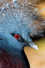 Portrait Of A Blue Crowned Pigeon (Goura Cristata)