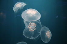 Jellyfish Under The Sea.