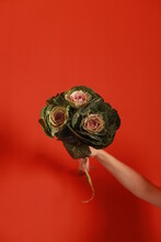 A Bouquet Of Cabbage In Hand On A Red Background