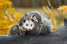 Virginia Opossum (Didelphis Virginiana) Joey Places Paw On Mothers Paw On Log Autumn