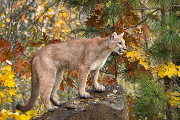 Wall Mural - cougar (puma concolor) looks right from atop rock autumn