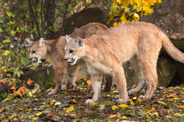 Wall Mural - cougar (puma concolor) siblings stand side by side autumn
