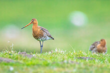 Black-tailed Godwit Limosa Limosa Foraging In A Green Meadow