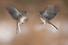 Juncos Fighting In Midair Or Perched On Branch Waiting Turn On Birdfeeder In Winter Afternoon