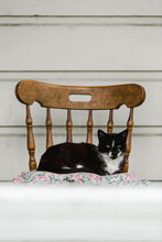 Tuxedo Cat On A Porch Chair