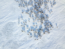 Aerial View Of Reindeer Herd In Winter Tundra