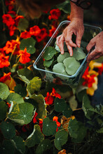 Man Picking Fresh Leaves From Nasturtium Plant