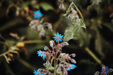 Image Of Lovely Blue Flowers