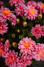 Image Of Fully Bloomed Pink  Flowers
