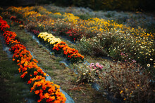Row Of Colourful Flowers