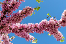 Judas Tree, Cercis Siliquastrum, Blossoms In Springtime. Purple Flowers On Redbud Tree. Cercis Canadensis. Cercis Siliquastrum